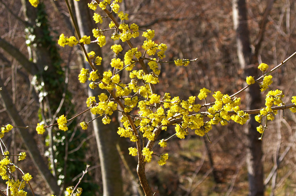 Cornus mas / Corniolo maschio